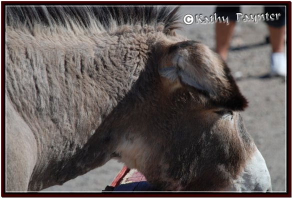 Oatman 0289 FBF