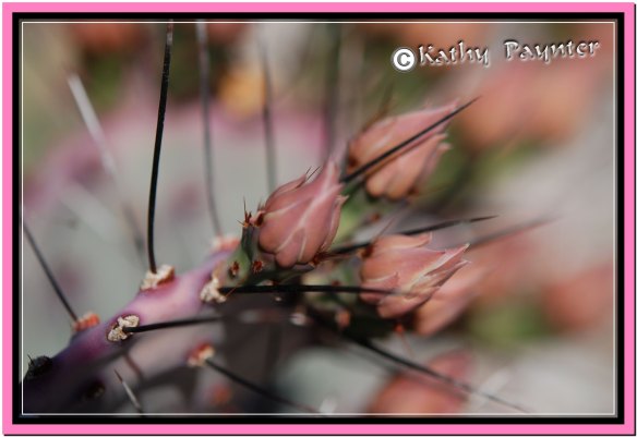 Pink Cactus Flowers