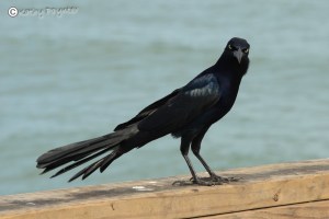 A Grackle!