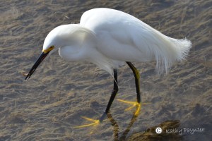 Snowy Egret