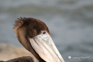 Closeup of a Brown Pelican.