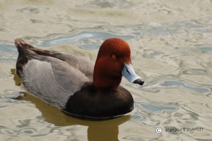 A Redhead Duck!