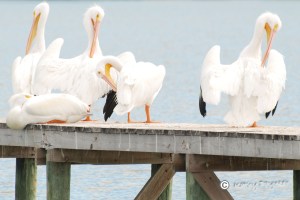 White Pelicans doing some personal grooming on the dock at Rockport Beach.