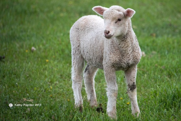 Barr Estate K75_0800IN