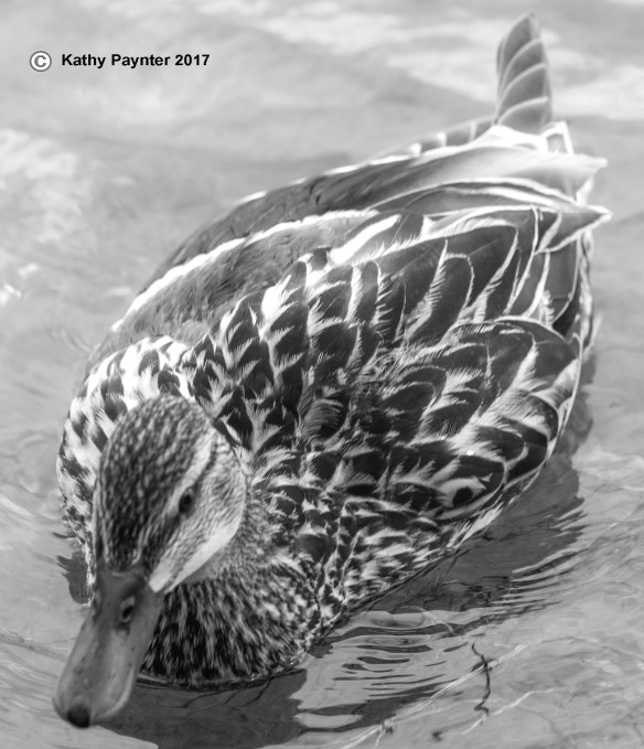 Bell Park K75_1633IN