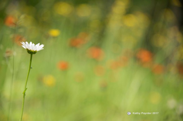 Bell Park K75_1644IN