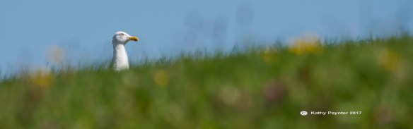 Fort Louisburgh K75_3049IN