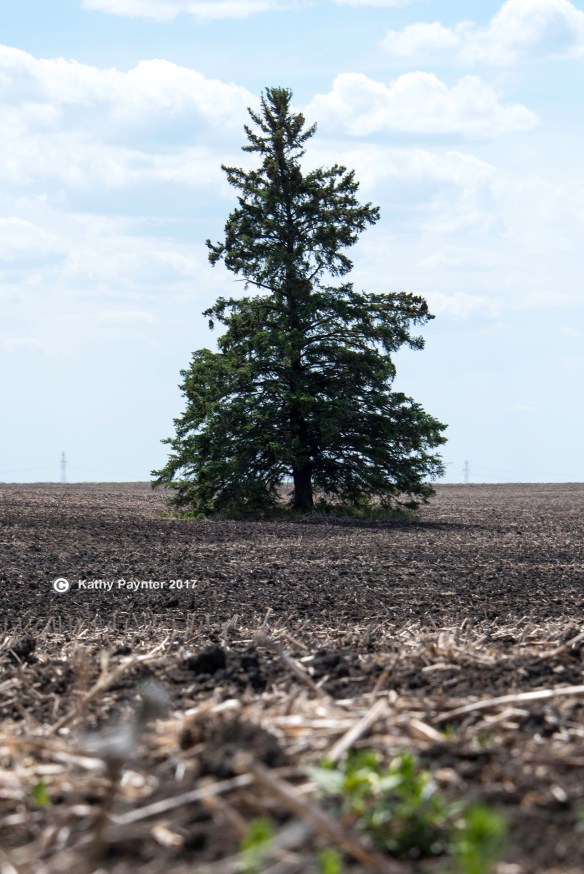 Kinistino K75_1030IN