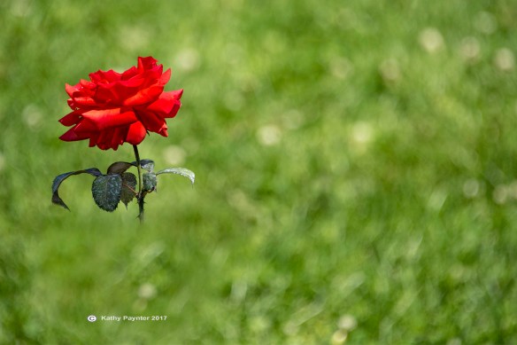 Rose Cloned out stem2 K75_2150IN