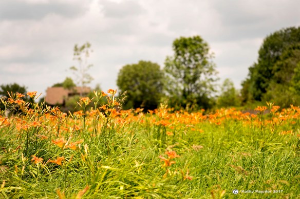 Tiger Lilly K75_1802IN