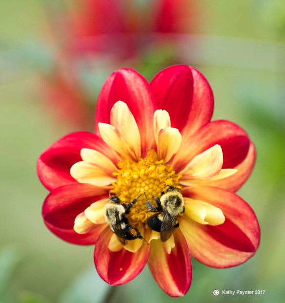 Halifax Gardens K75_3154IN