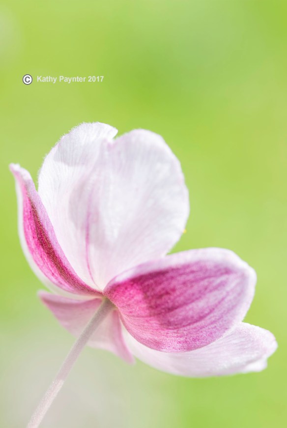 Halifax Gardens K75_3197IN