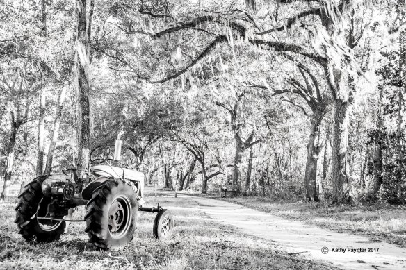 Golden Acres K75_4094IN