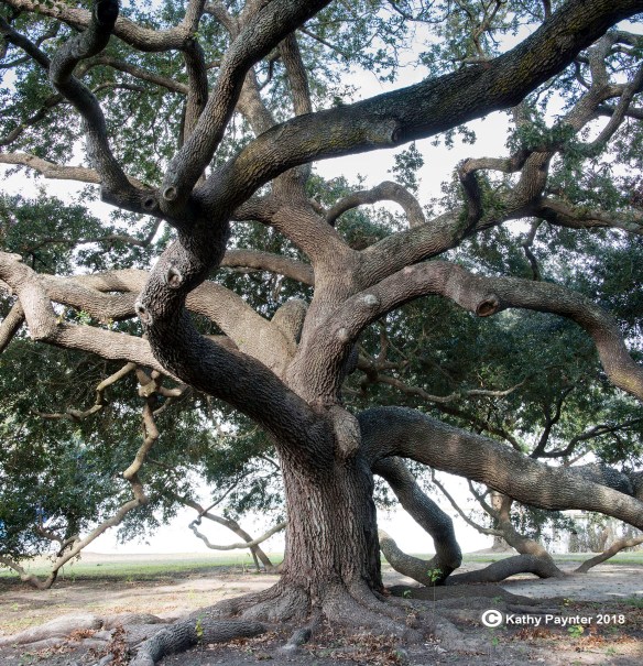 Bilxo adj pan tree 4434-36IN