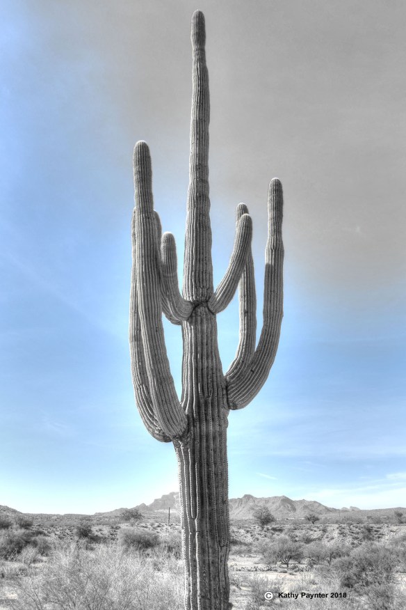 Desert Drive K75_4988-90IN