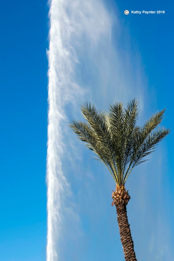 Fountain Palm edited K75_4900IN